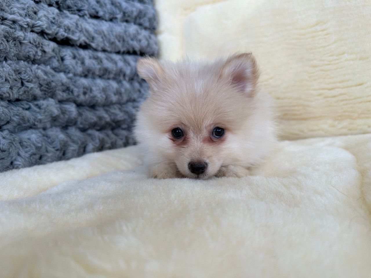Pomeranian puppies for sale New York