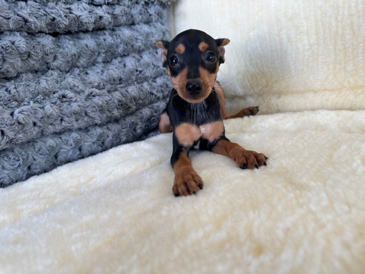 min pin puppies for sale New York