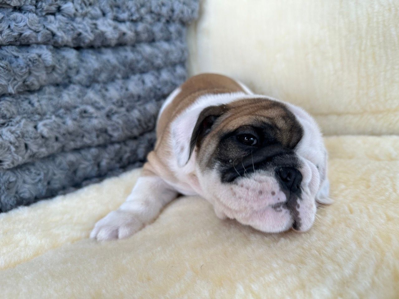 bulldog puppies for sale New York
