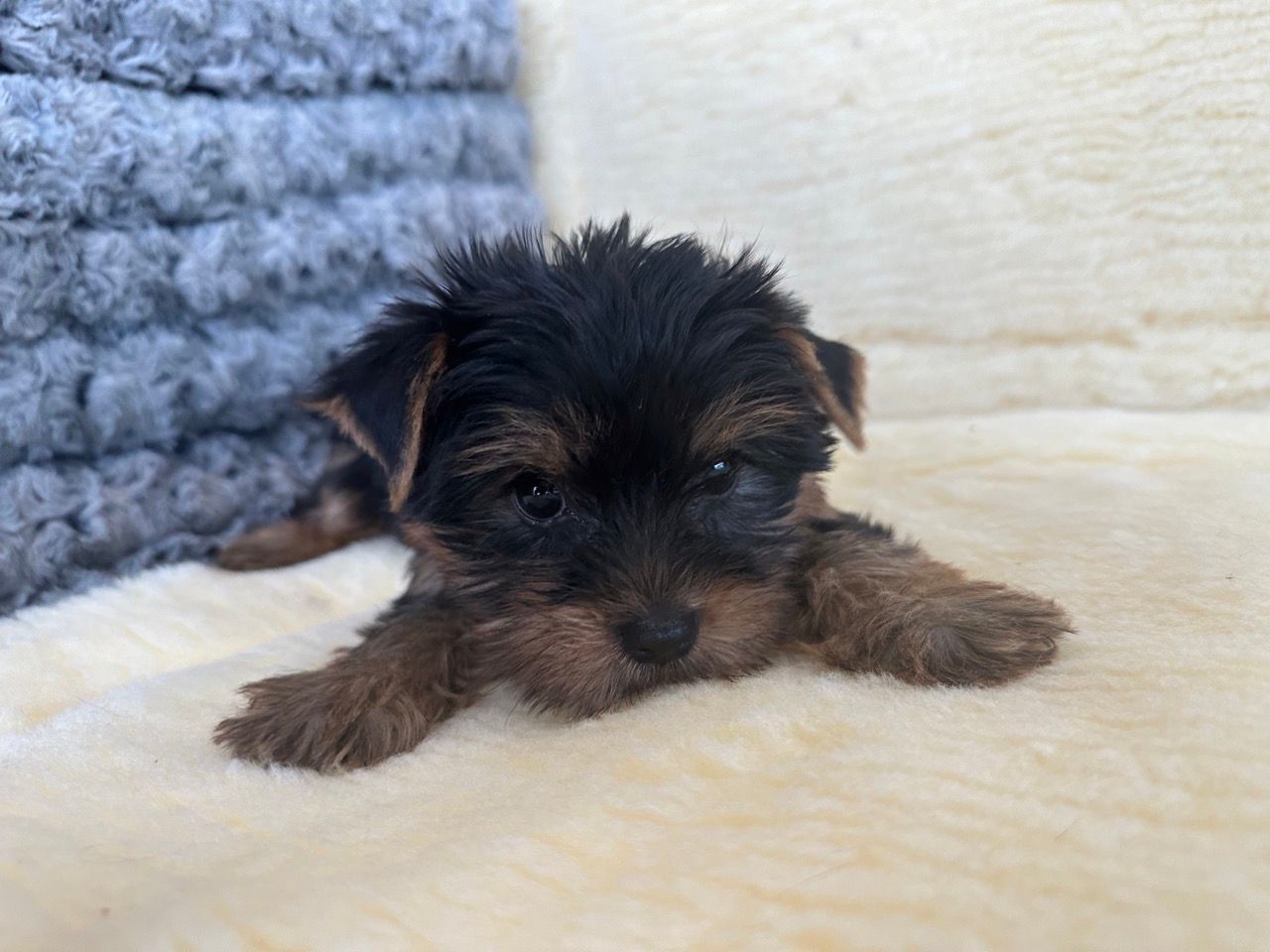 yorkie puppies for sale New York