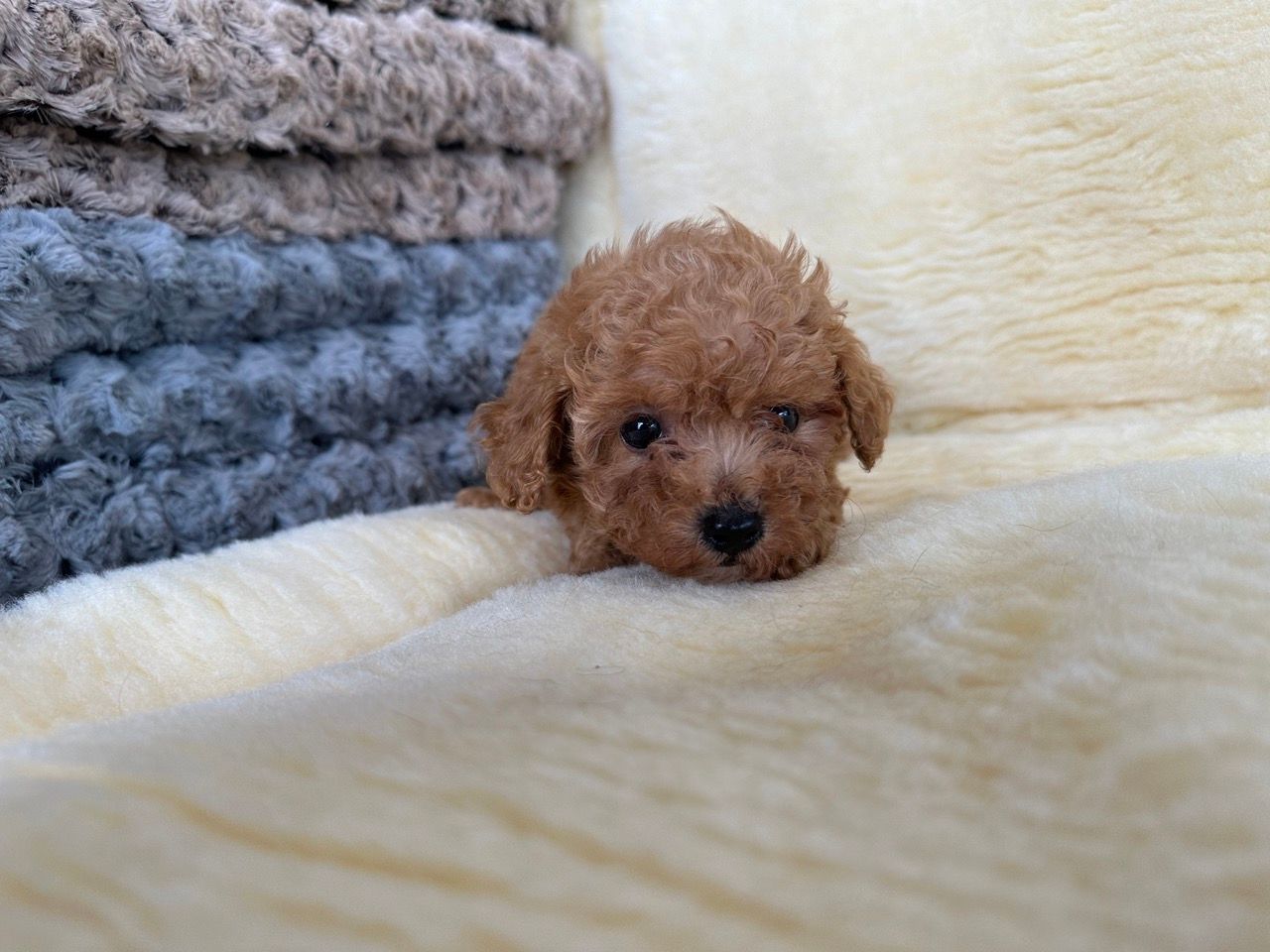 poodle puppies for sale New York
