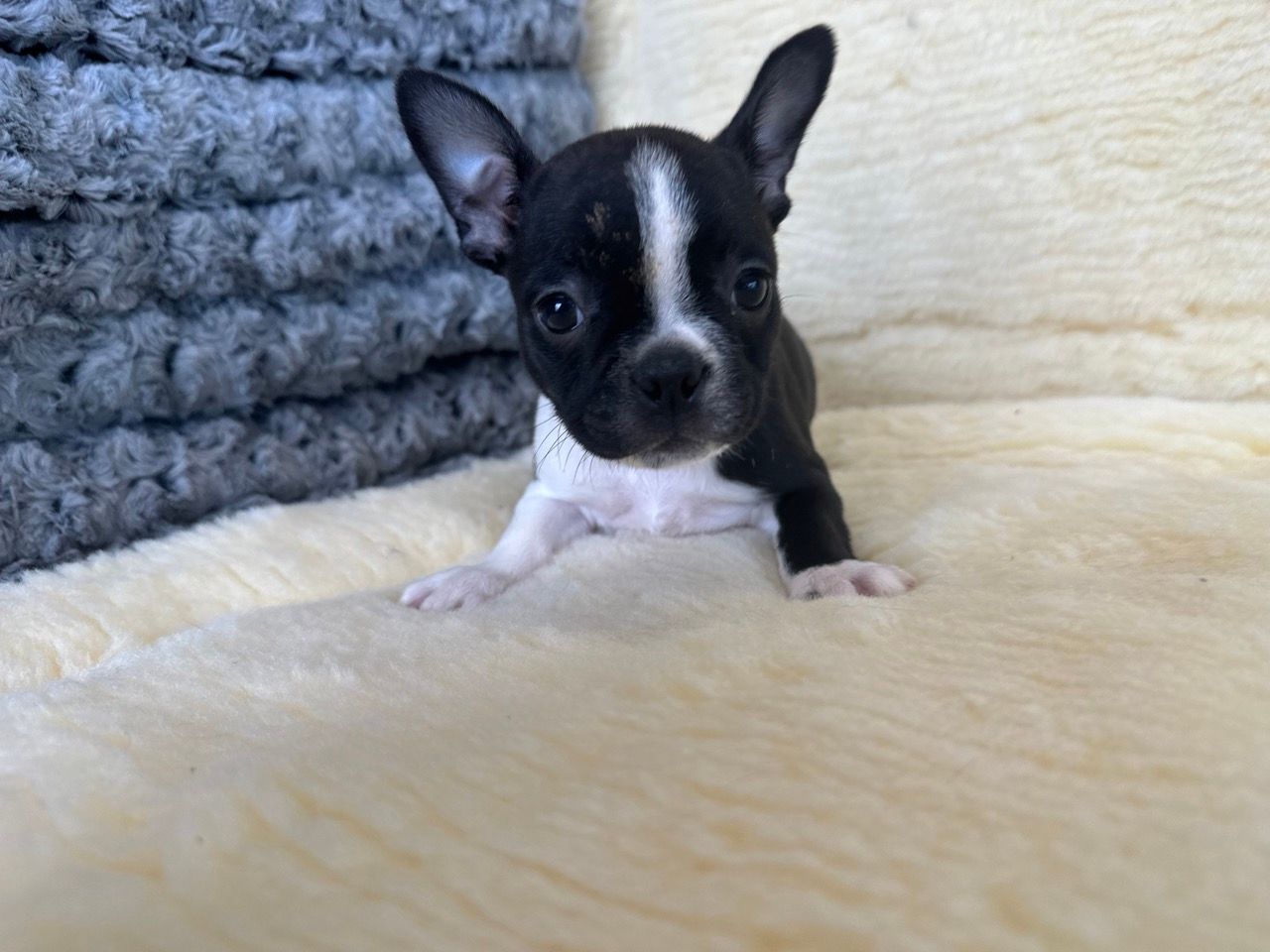 Boston terrier puppies for sale New York
