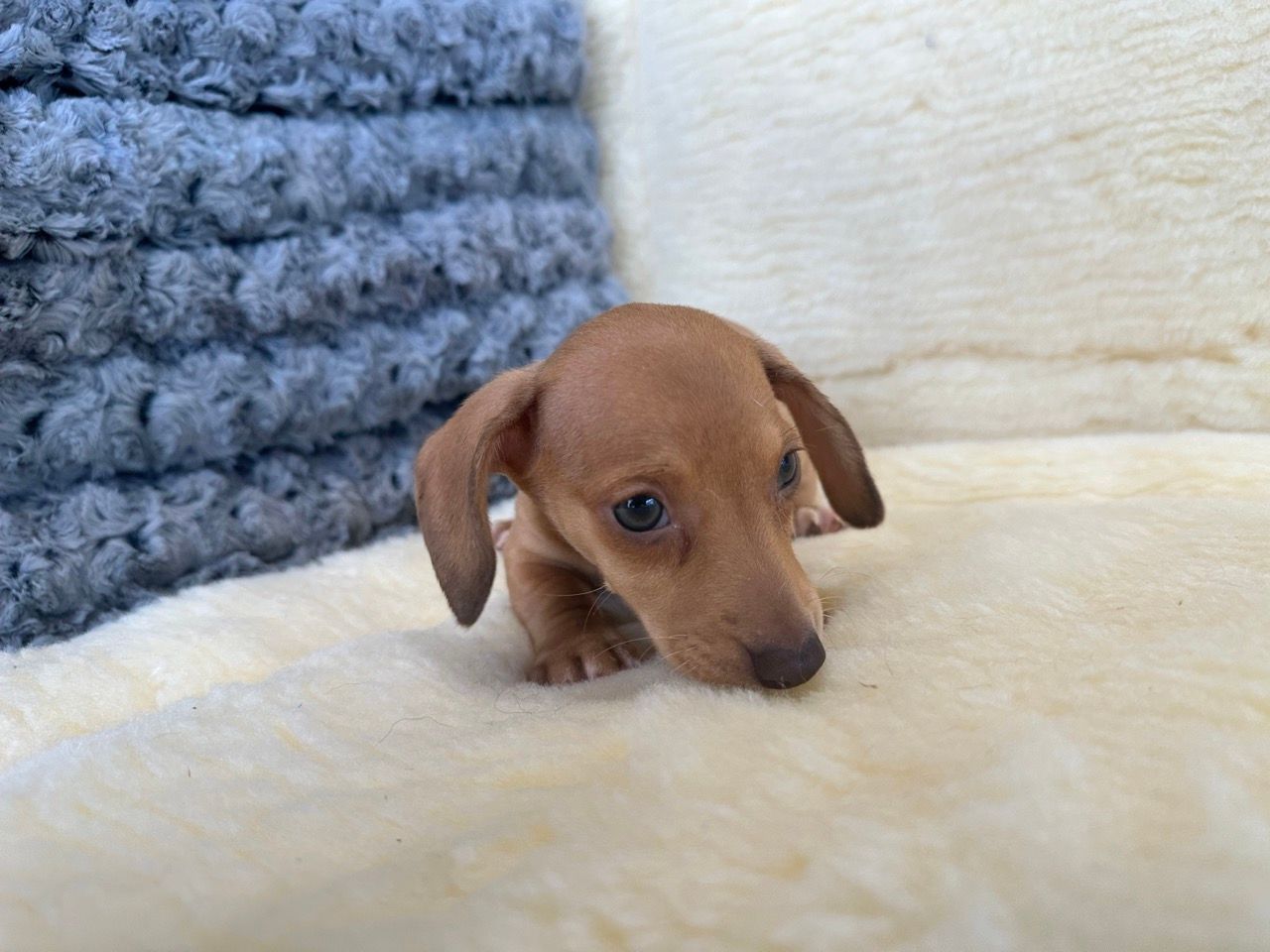dachshund puppies for sale New York