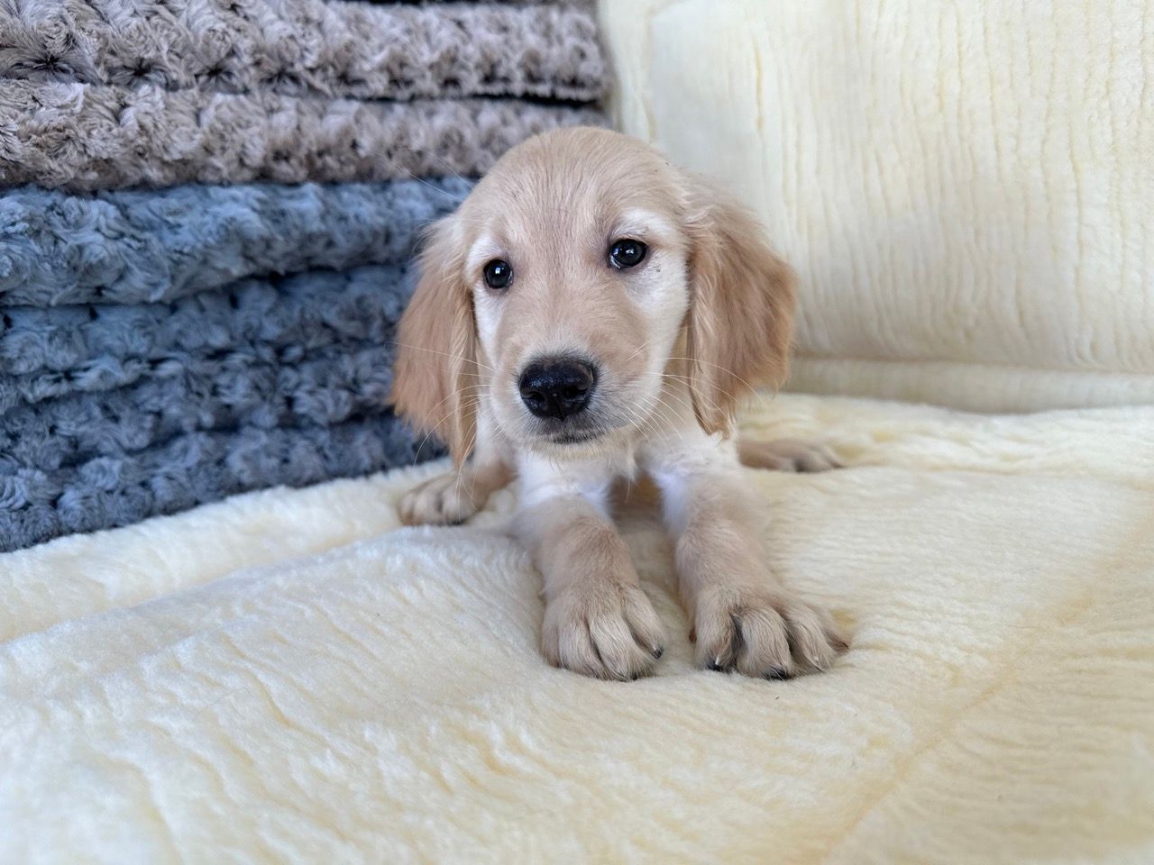 golden retriever puppies for sale New York