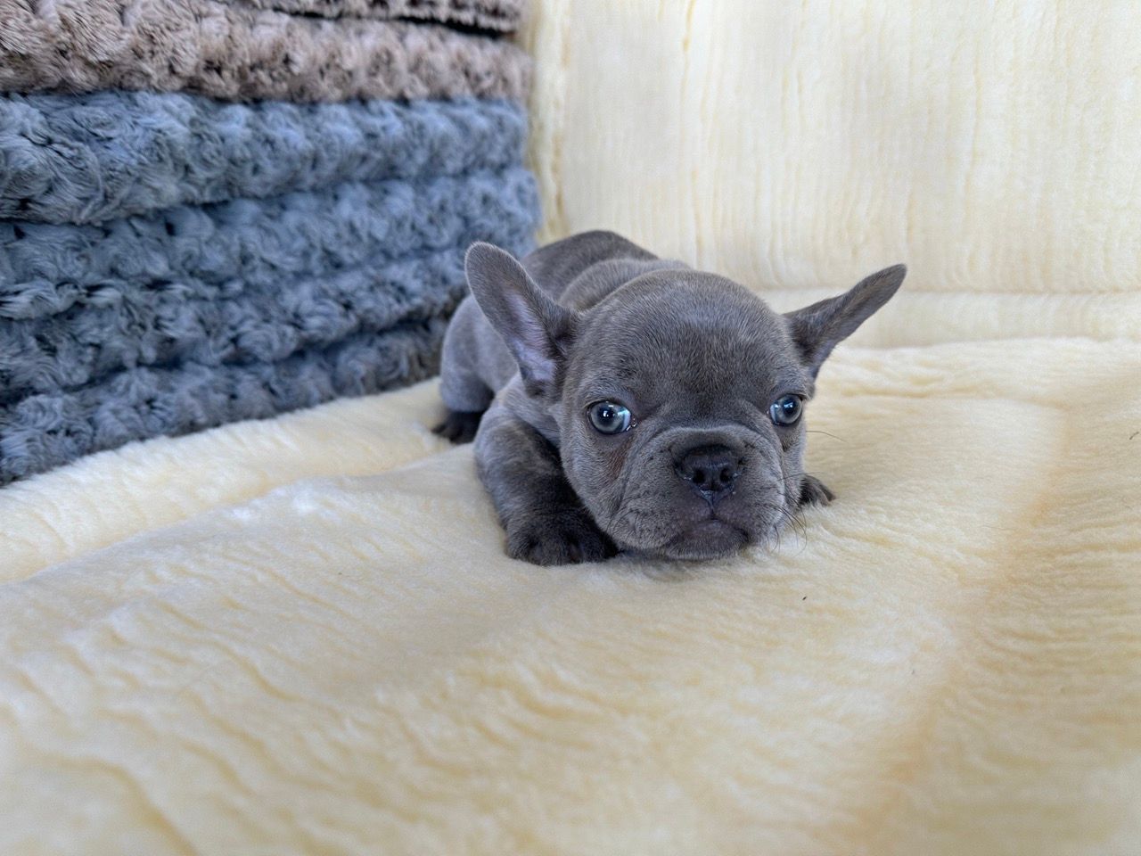 French bulldog puppies for sale New York