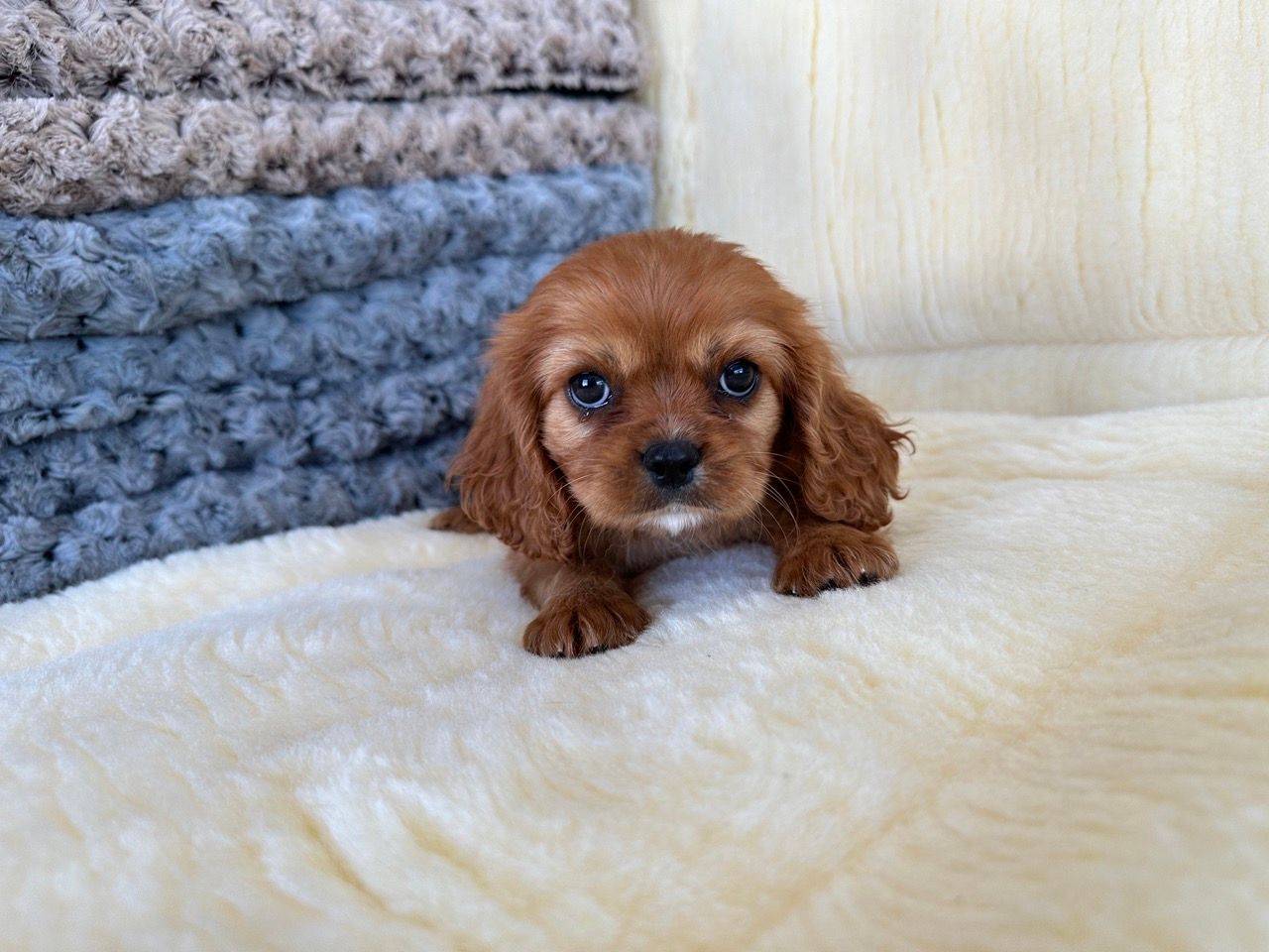 cavalier King Charles spaniel puppies for sale New York