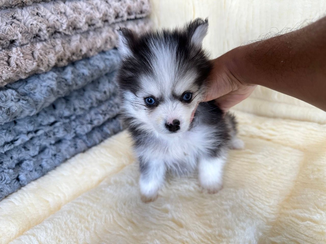 Pomsky puppies for sale New York