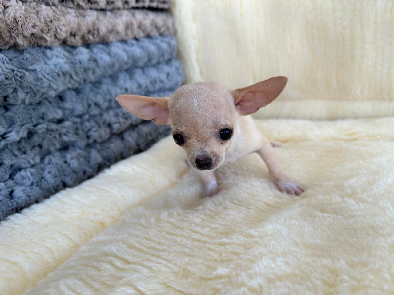 chihuahua puppies for sale New York