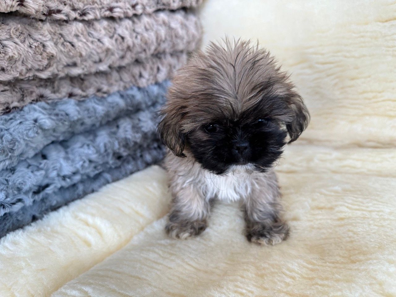 shih tzu puppies for sale New York