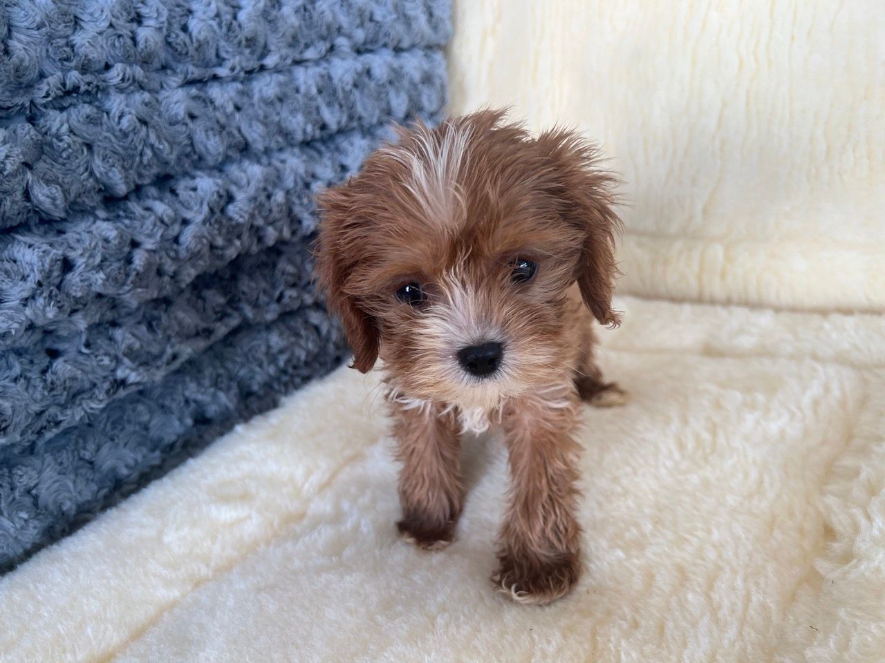 Cavapoo puppies for sale New York