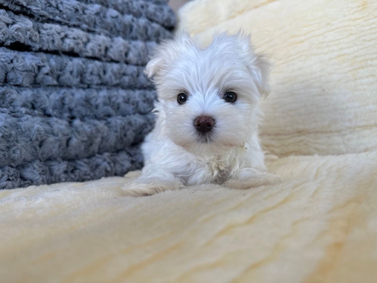 New York Puppies For Sale