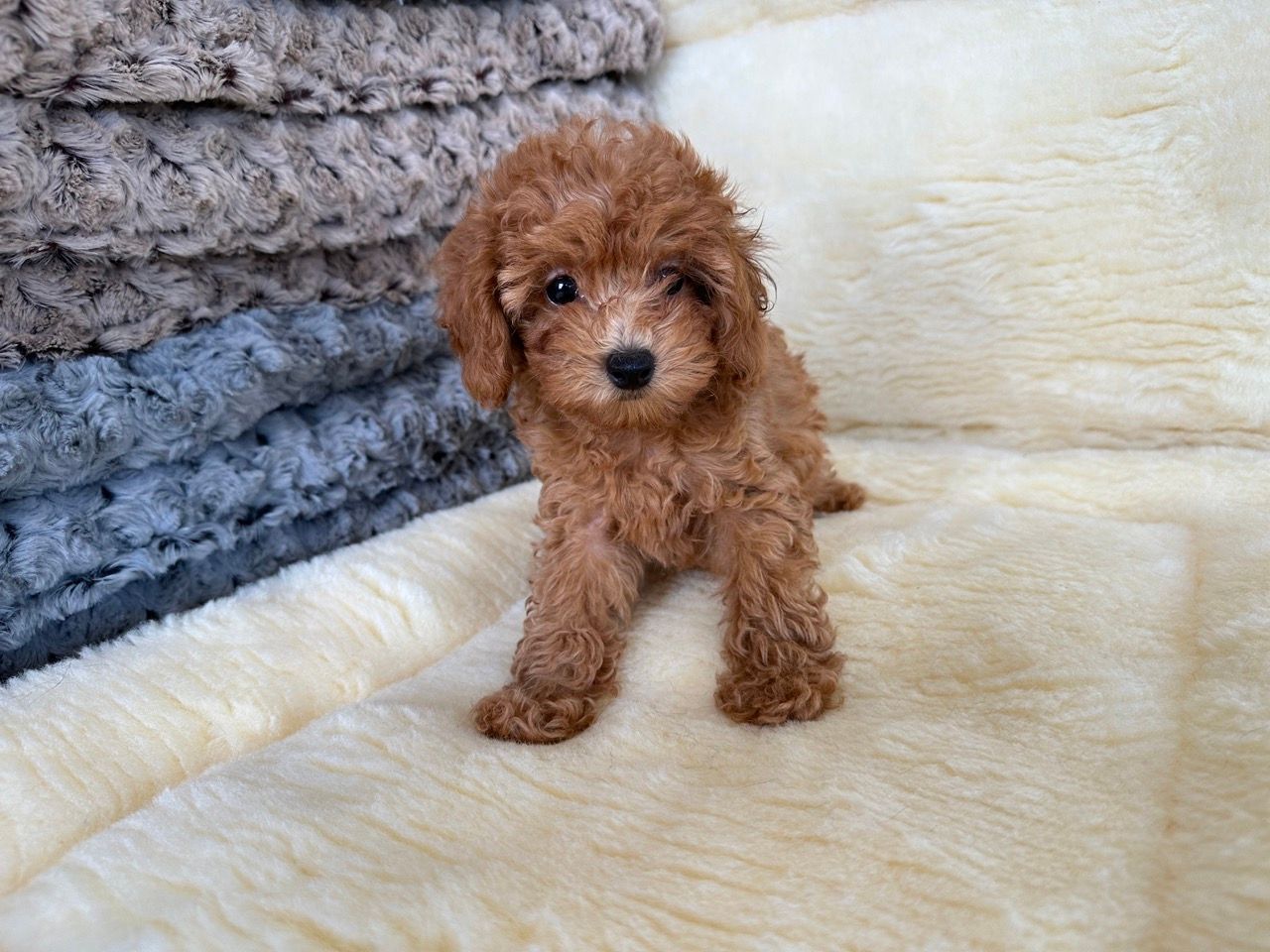 poodle puppies for sale New York