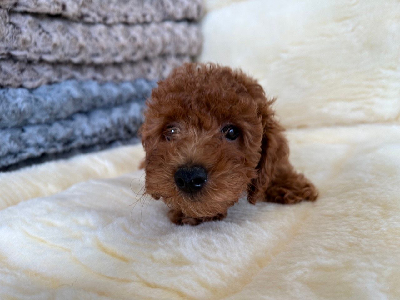 New York Puppies For Sale