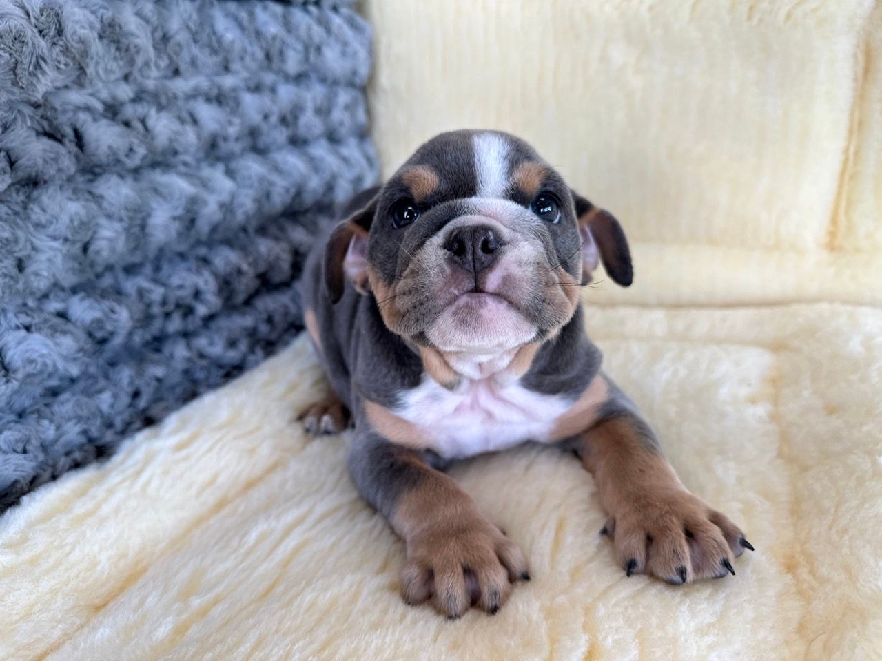 bulldog puppies for sale New York