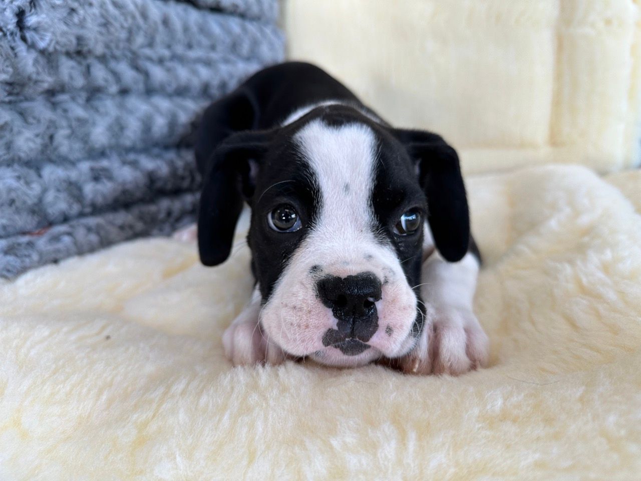 boxer puppies for sale New York