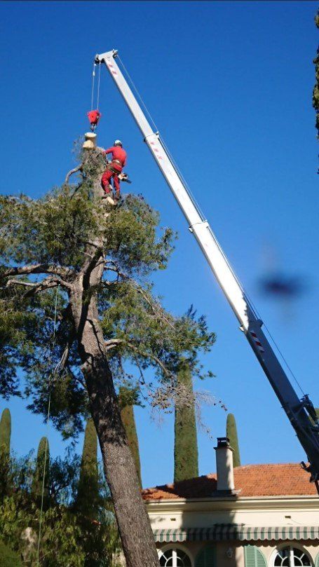 Jardin Fleury élagage