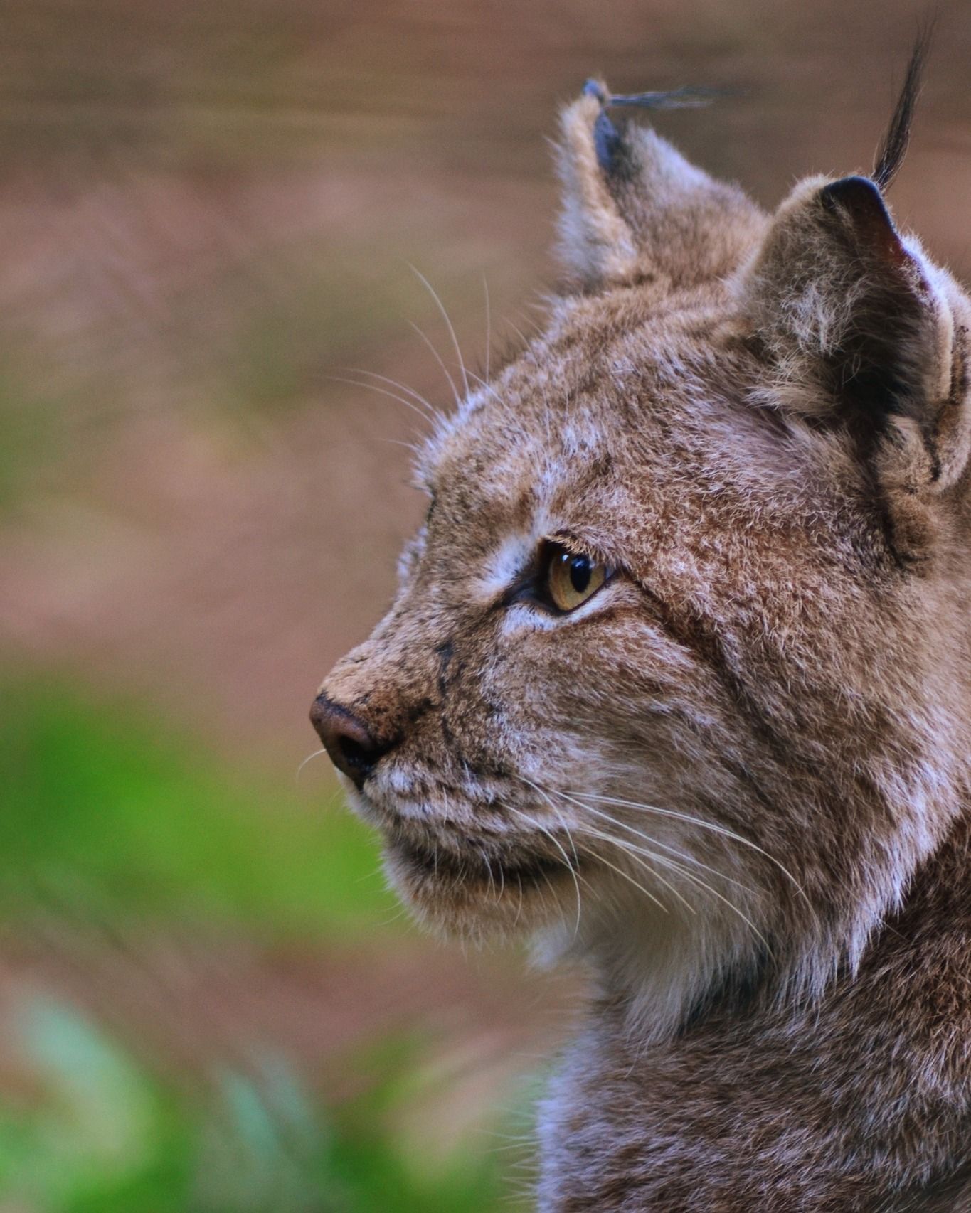 A stone path in the mountains with mountains in the background