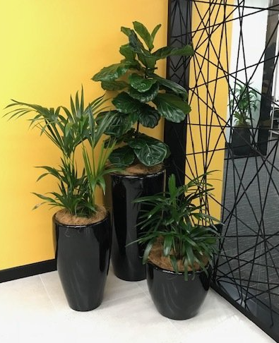 jindalee indoor plant service office house plants