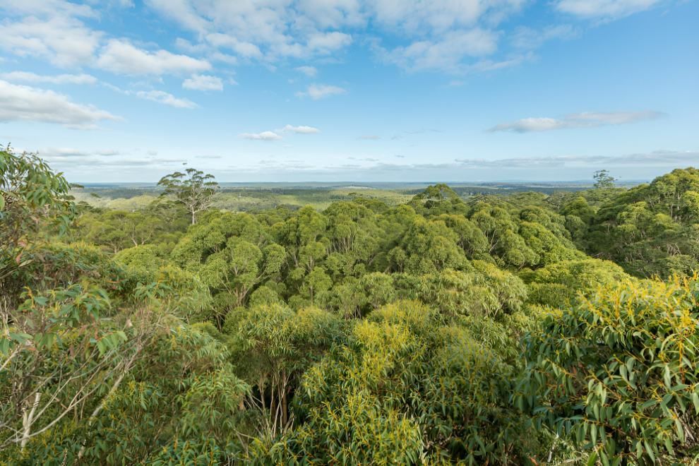A View of a Lush Green Forest From the Top of a Hill — Twin Towns Denture Clinic In Gloucester, NSW