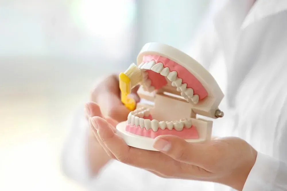 A Person is Holding a Model of Teeth With a Toothbrush in Their Hands — Twin Towns Denture Clinic In Forster, NSW