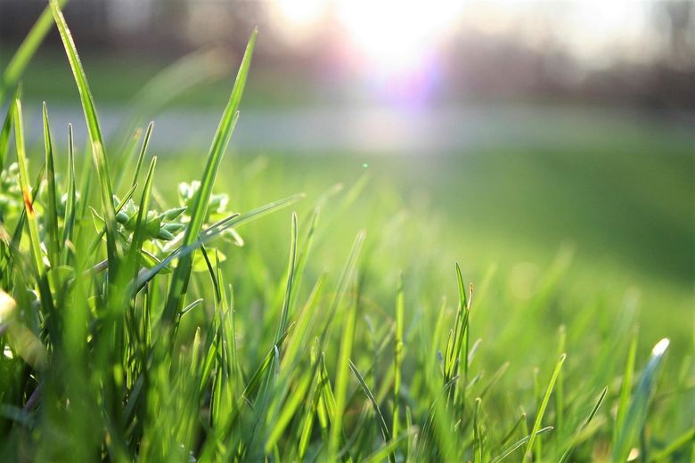 A close up of a lush green field of grass with the sun shining through the grass.