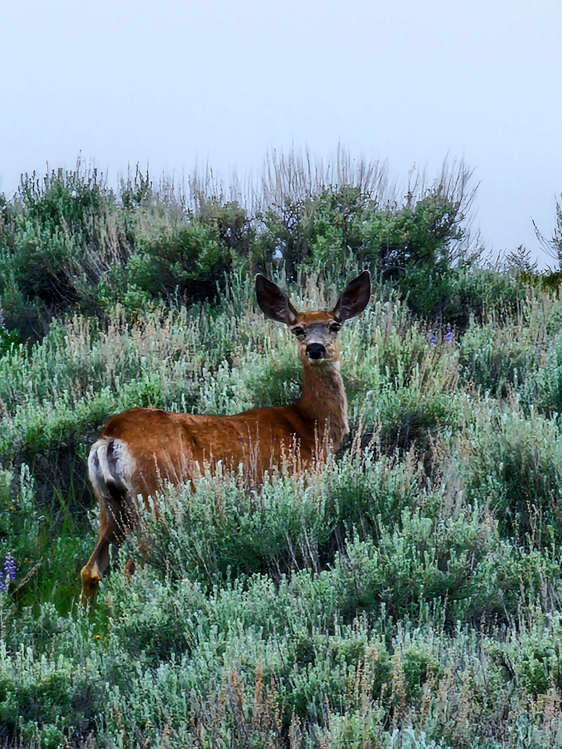 Deer standing in a field of green plants, looking at the camera with a neutral expression.