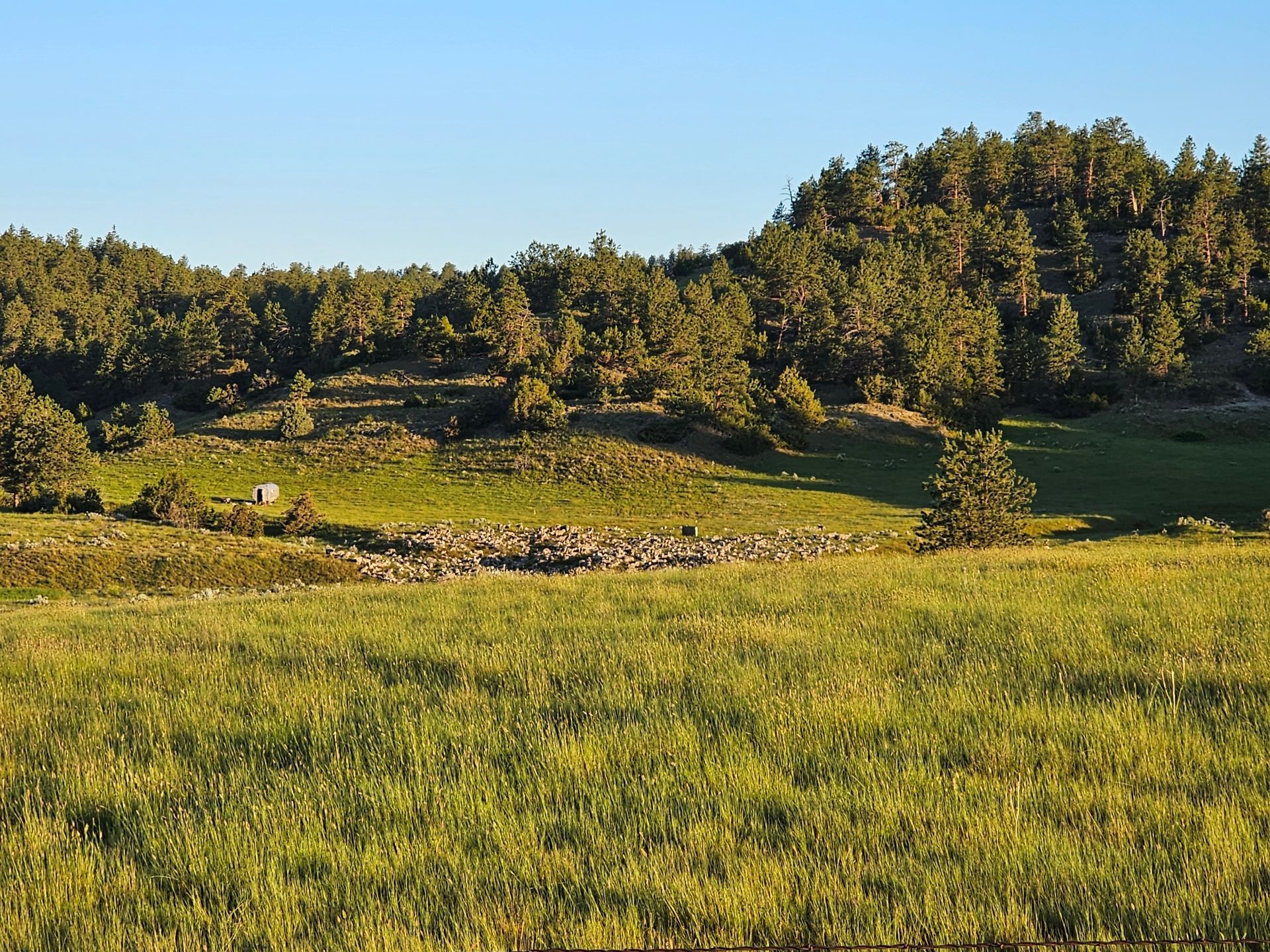 Green field with trees on a hillside under a clear blue sky.