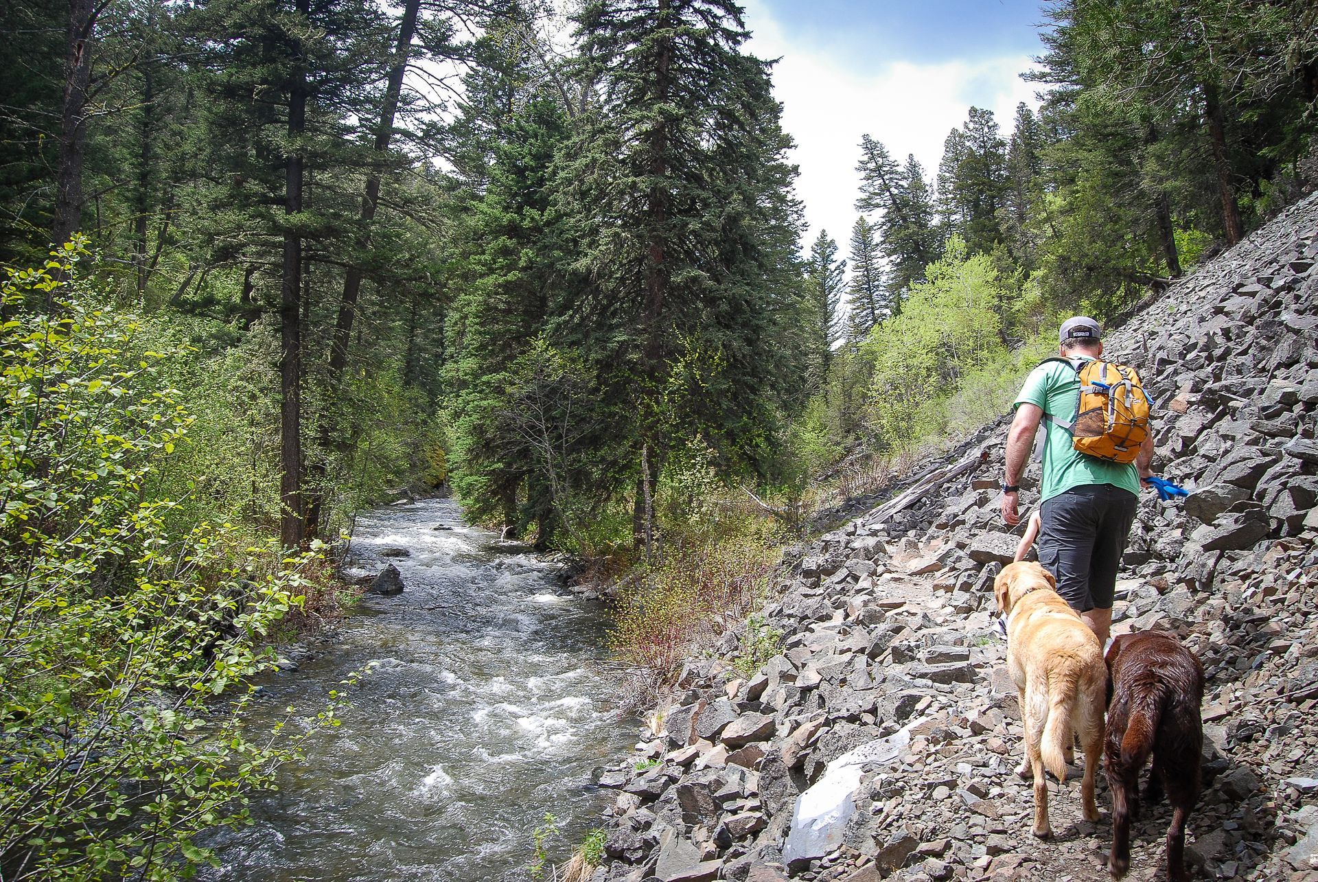 Person hikes with two dogs on a rocky path beside a rushing stream in a forest.