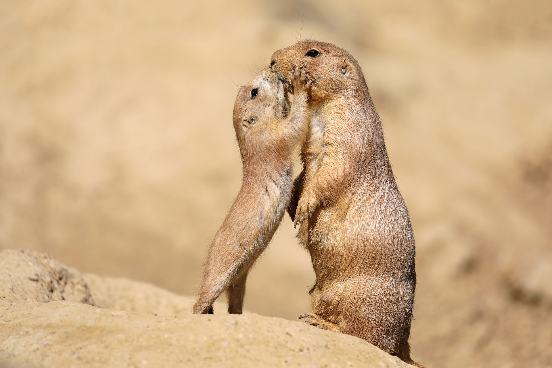 Two prairie dogs cuddling in a sandy setting. The smaller one is nuzzling the larger one.