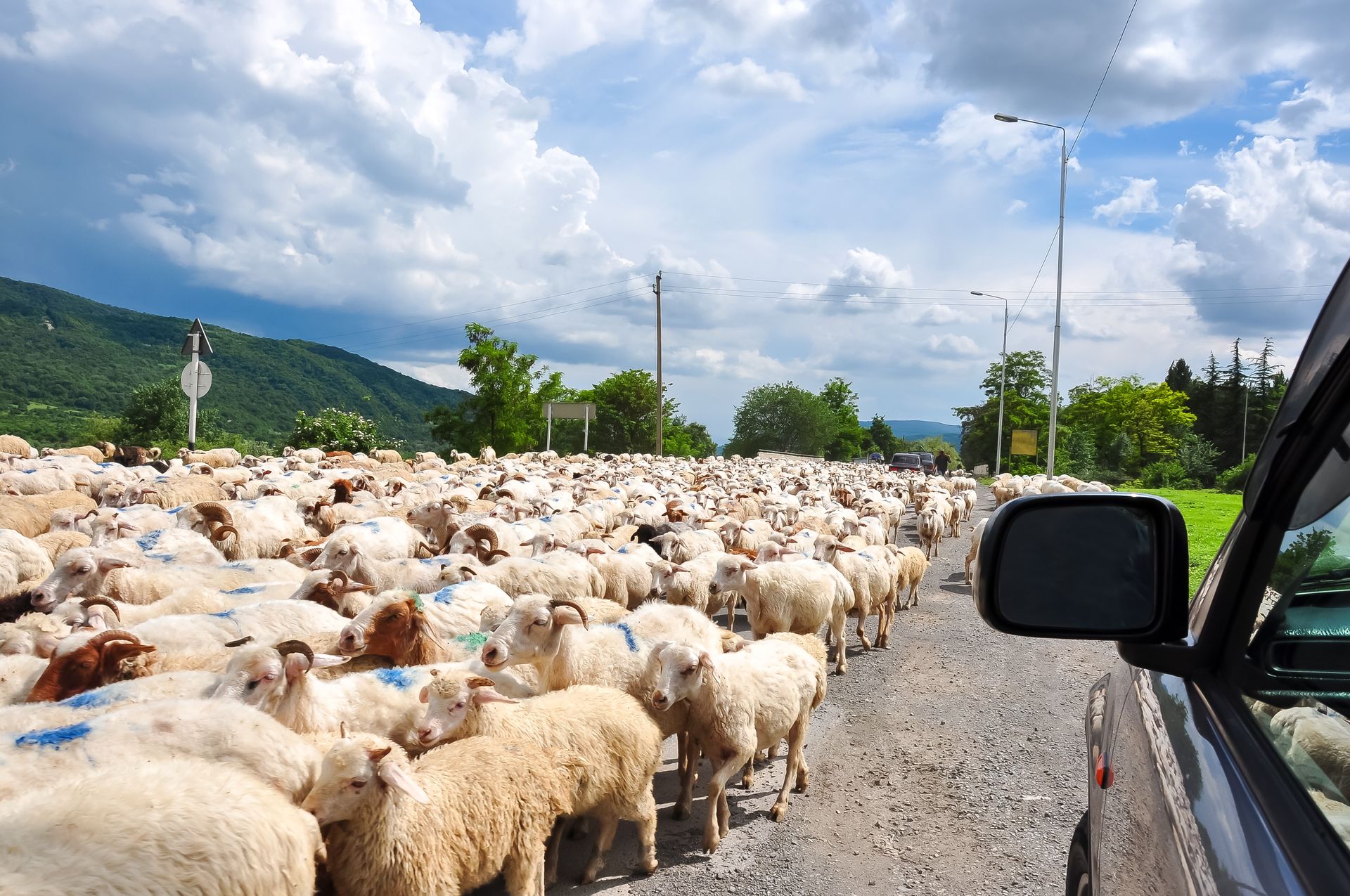A car is driving down a road surrounded by a herd of sheep.