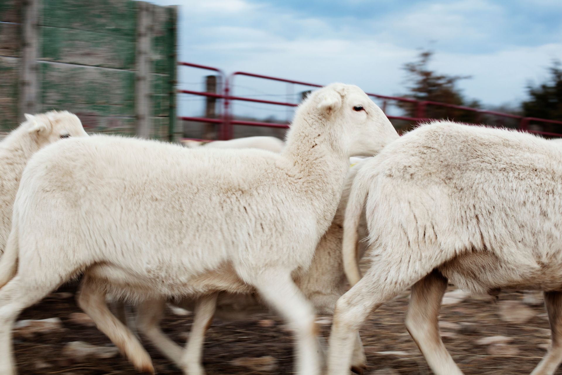 White sheep walking past a fence, outdoors under a cloudy sky.