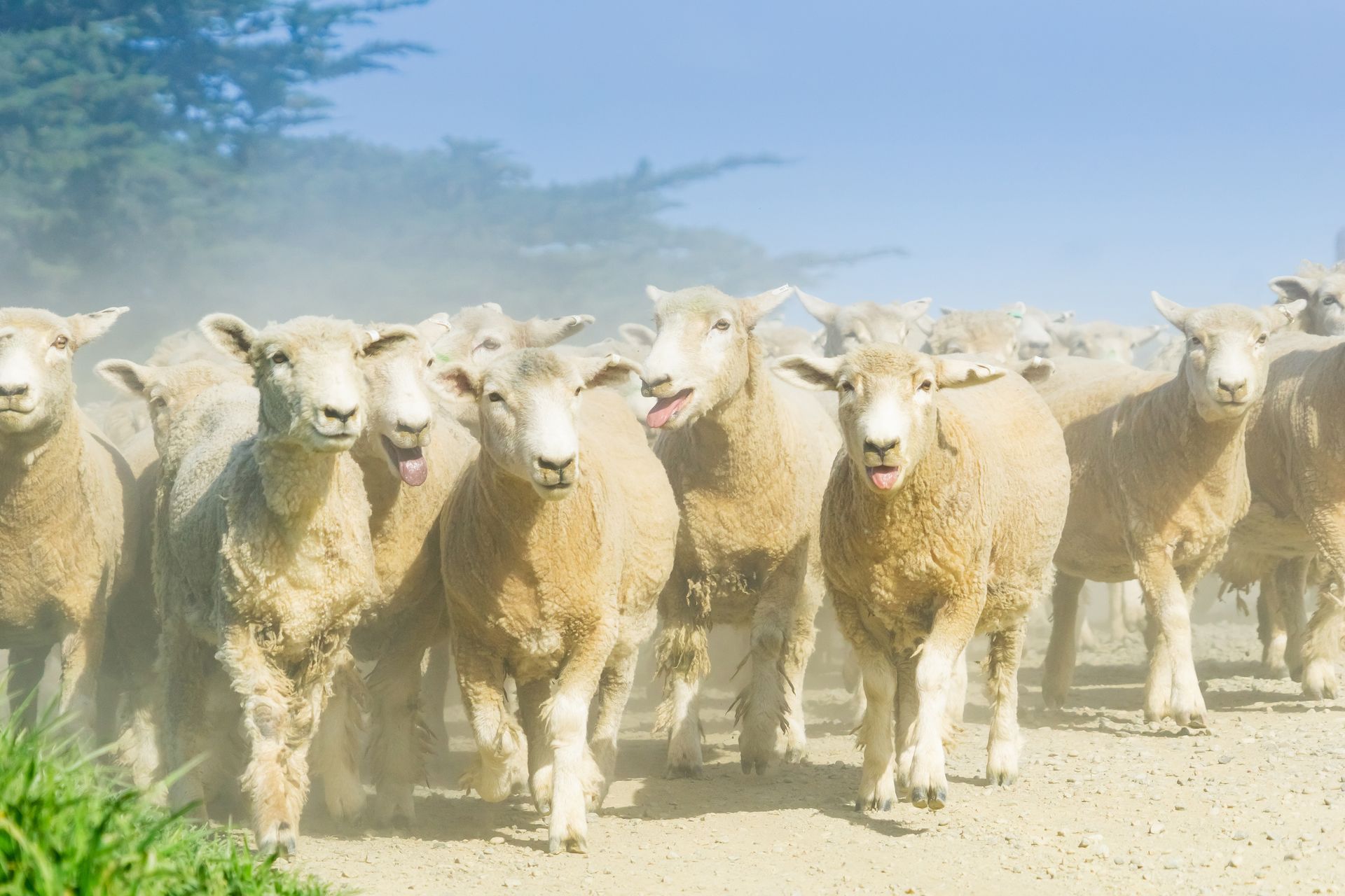 Flock of sheep running down a dusty road, with some kicking up dust.