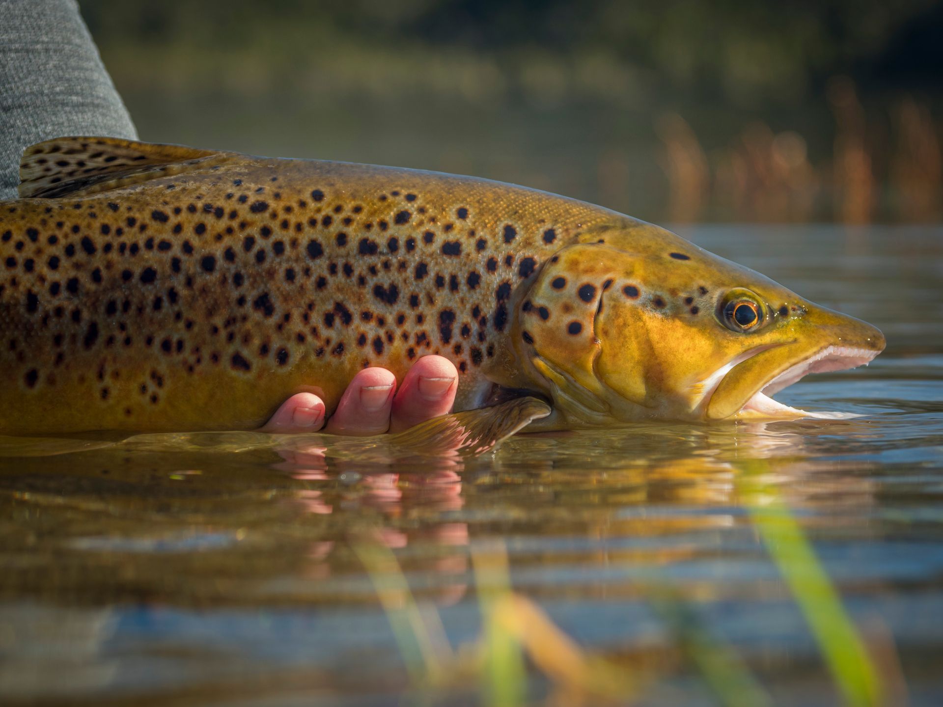 Brown trout being held partially submerged in water, spotted body, golden brown color.