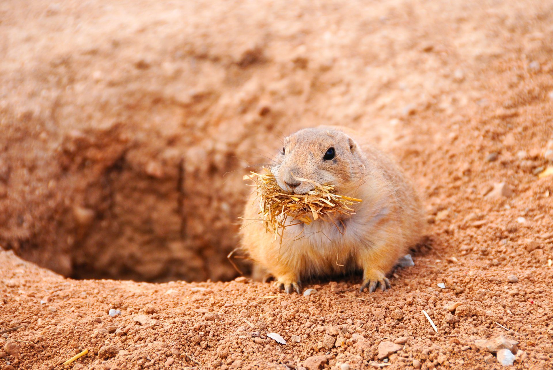 Prairie dog at burrow entrance, holding straw in its mouth. Reddish-brown dirt background.