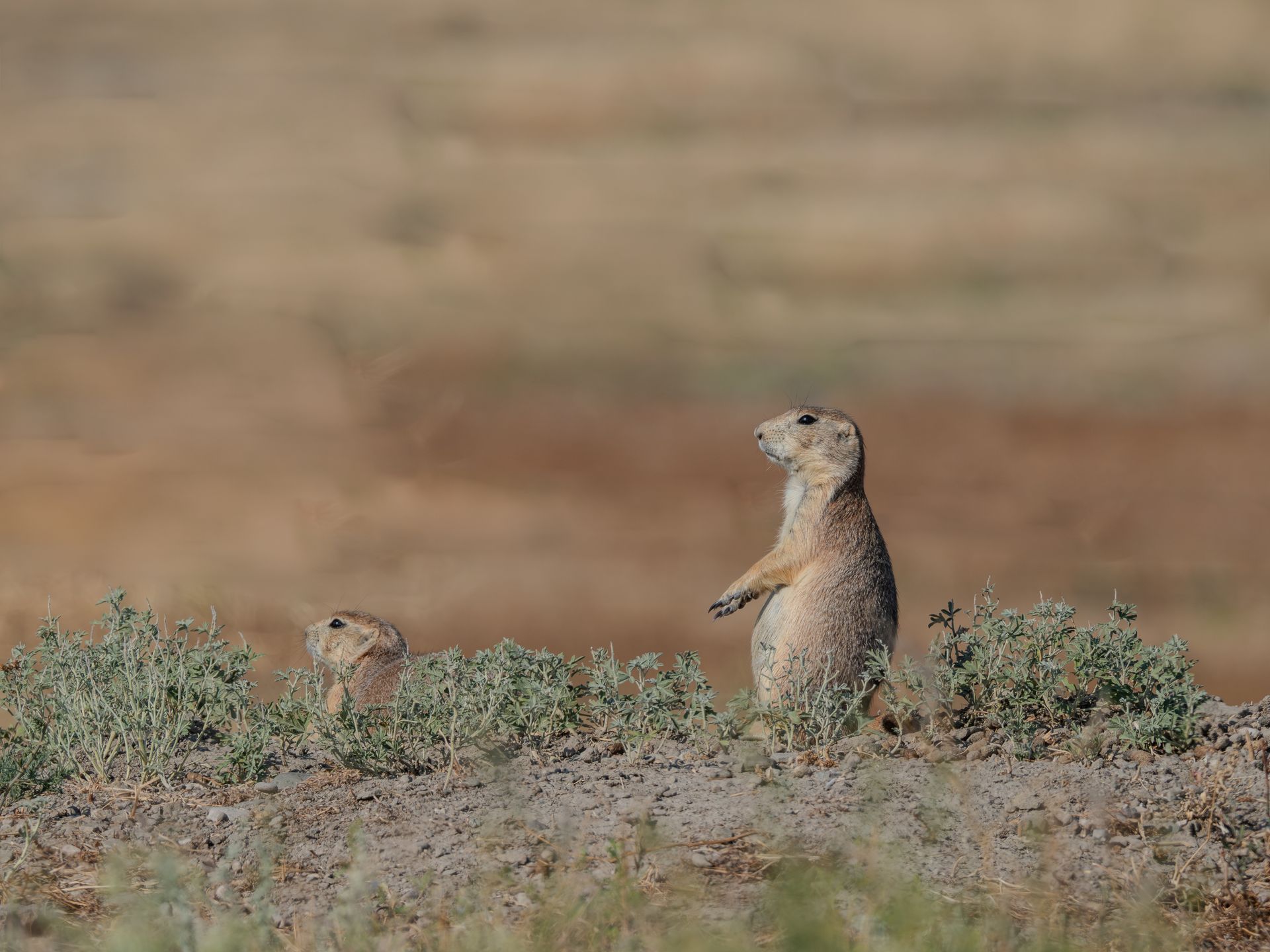 Two prairie dogs, one standing upright, surveying a brown and green prairie landscape.