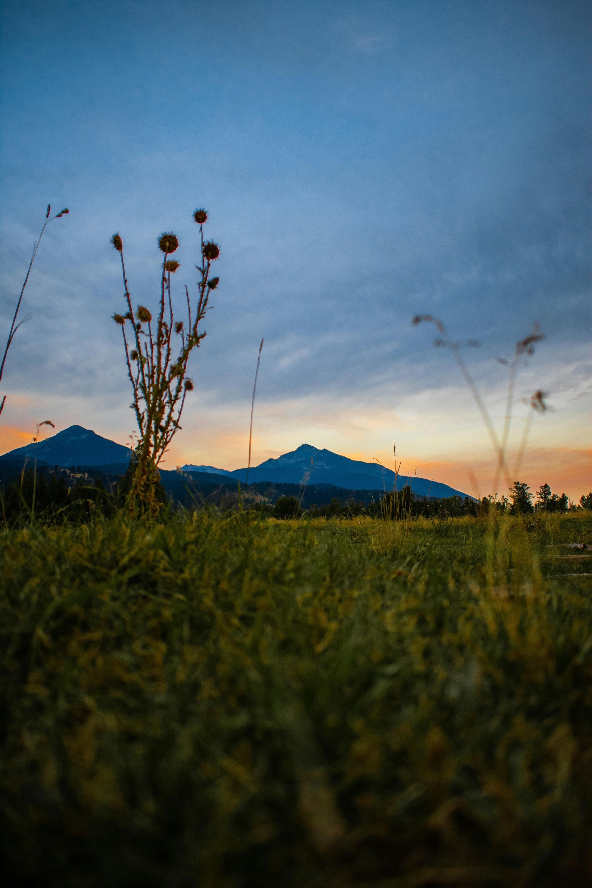Mountains and grassy field under a dusky blue and orange sky, with tall dried flower stalks in the foreground.