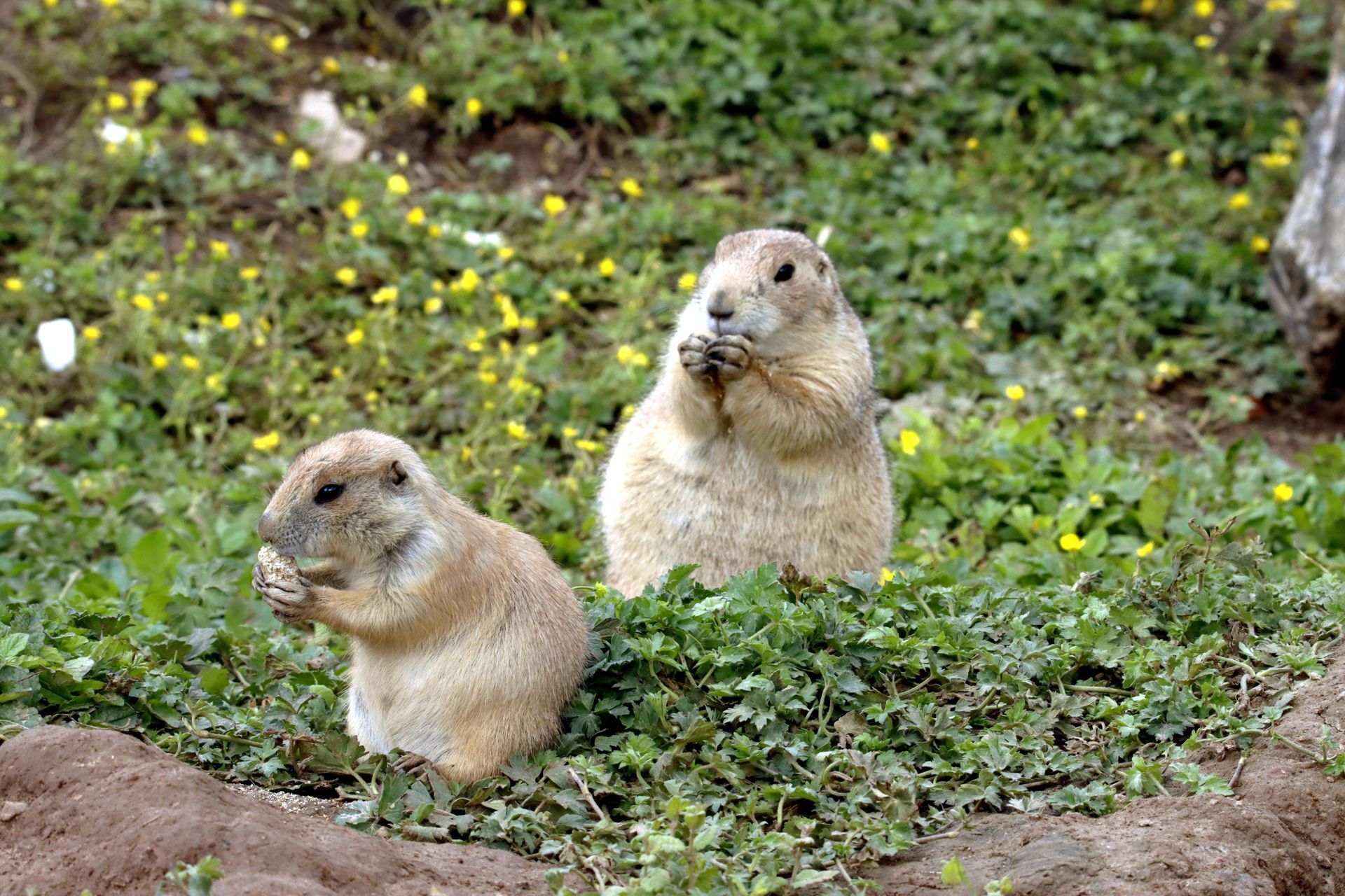 Two prairie dogs eating amongst green foliage and yellow flowers.