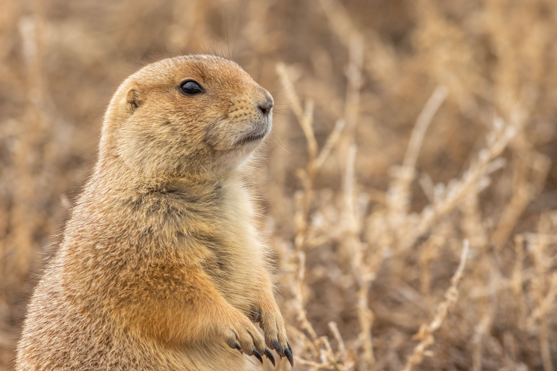 Prairie dog standing alert, looking up, in a field of dry, tan grasses.
