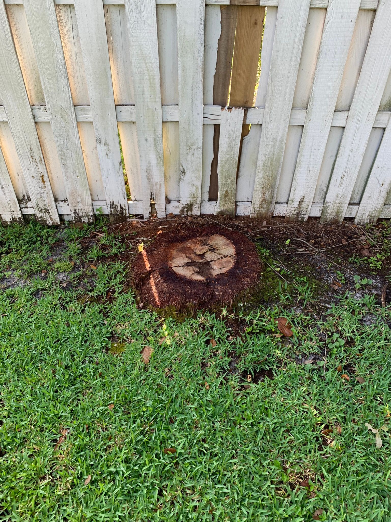 Before Stump Grinding | Pembroke Pines, FL | Top Cut Stump Grinding