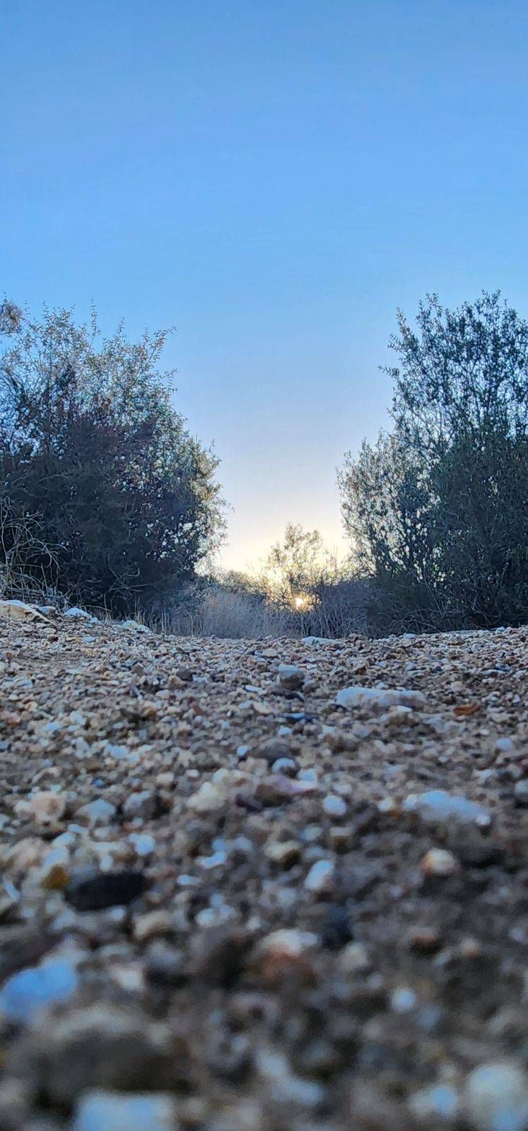 Low-angle view of a rocky, gravelly path leading toward a sunset between two silhouetted bushes under a clear blue sky.