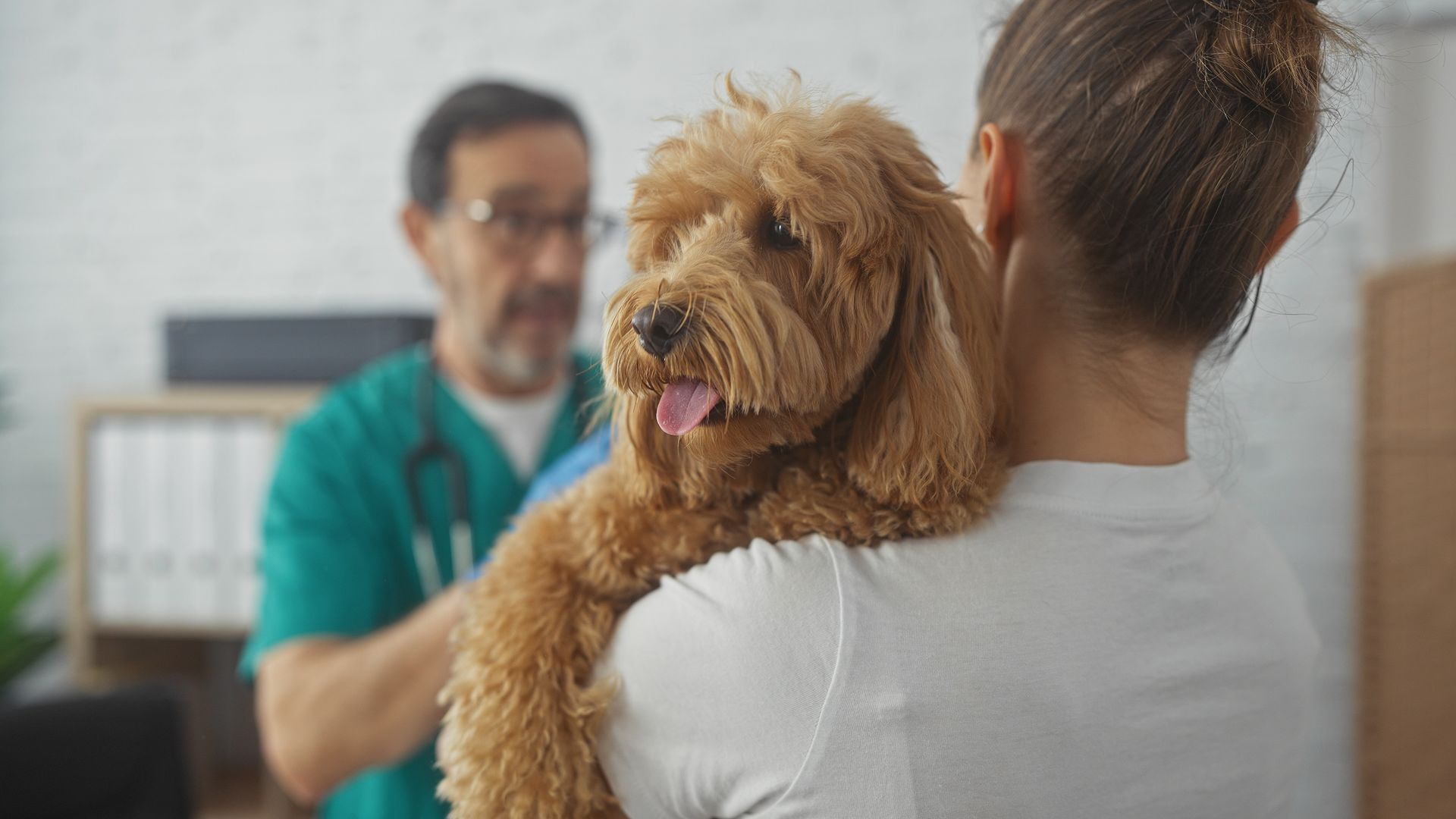 Dog being held at a vet clinic while a veterinarian examines it in the background.