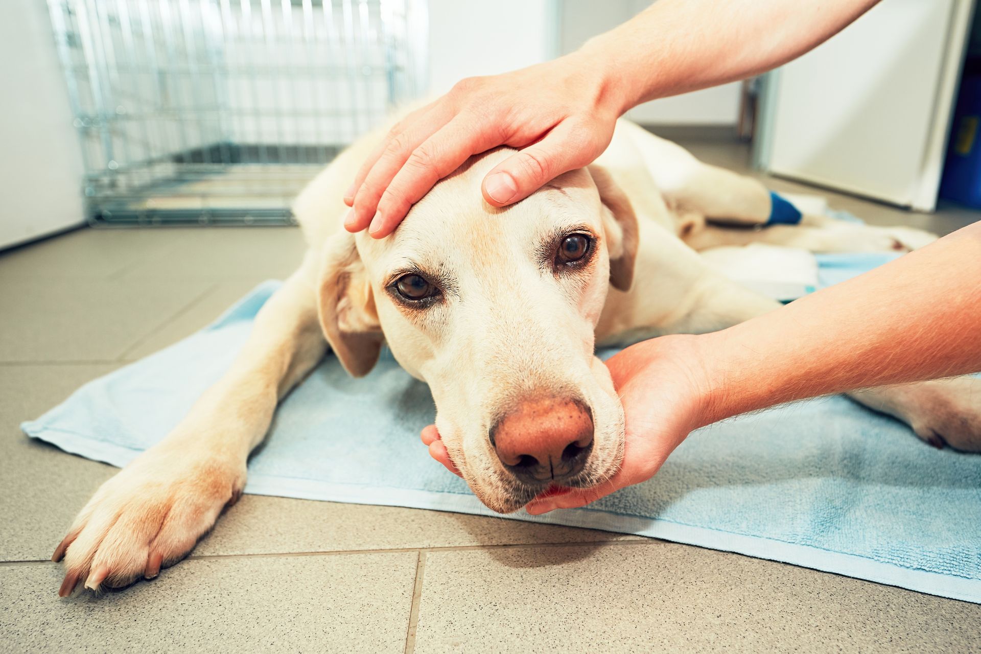 A light-colored dog lying on a blue mat, receiving comfort from two hands resting on its head and muzzle.
