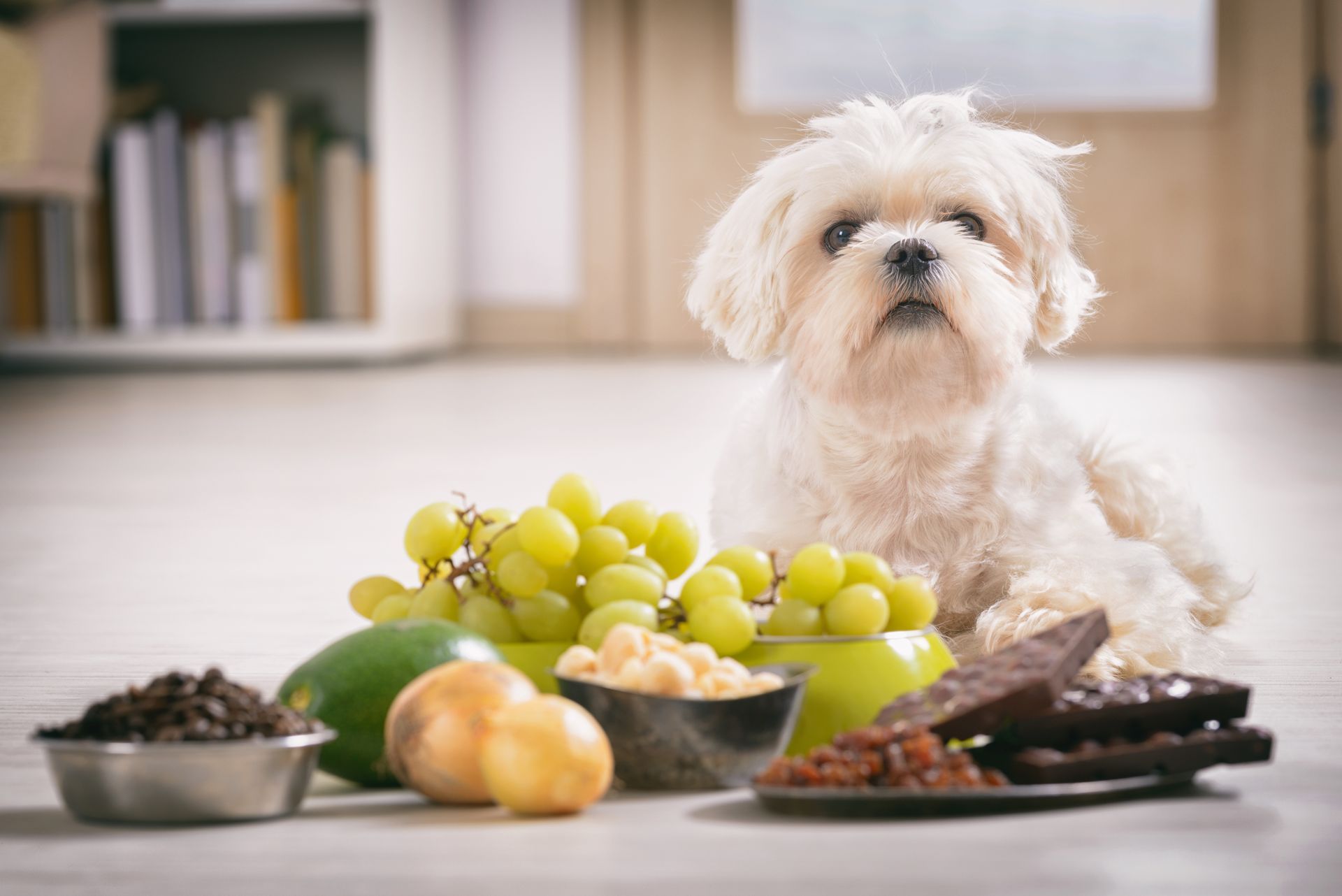 White dog with potentially toxic foods: grapes, onions, chocolate. Indoors.