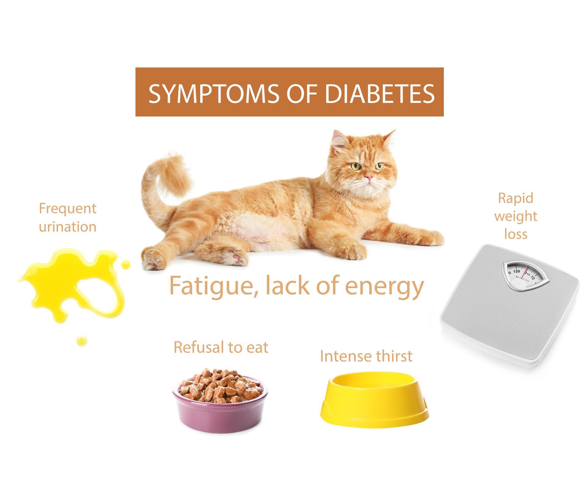 Infographic of a cat showing common symptoms of diabetes.