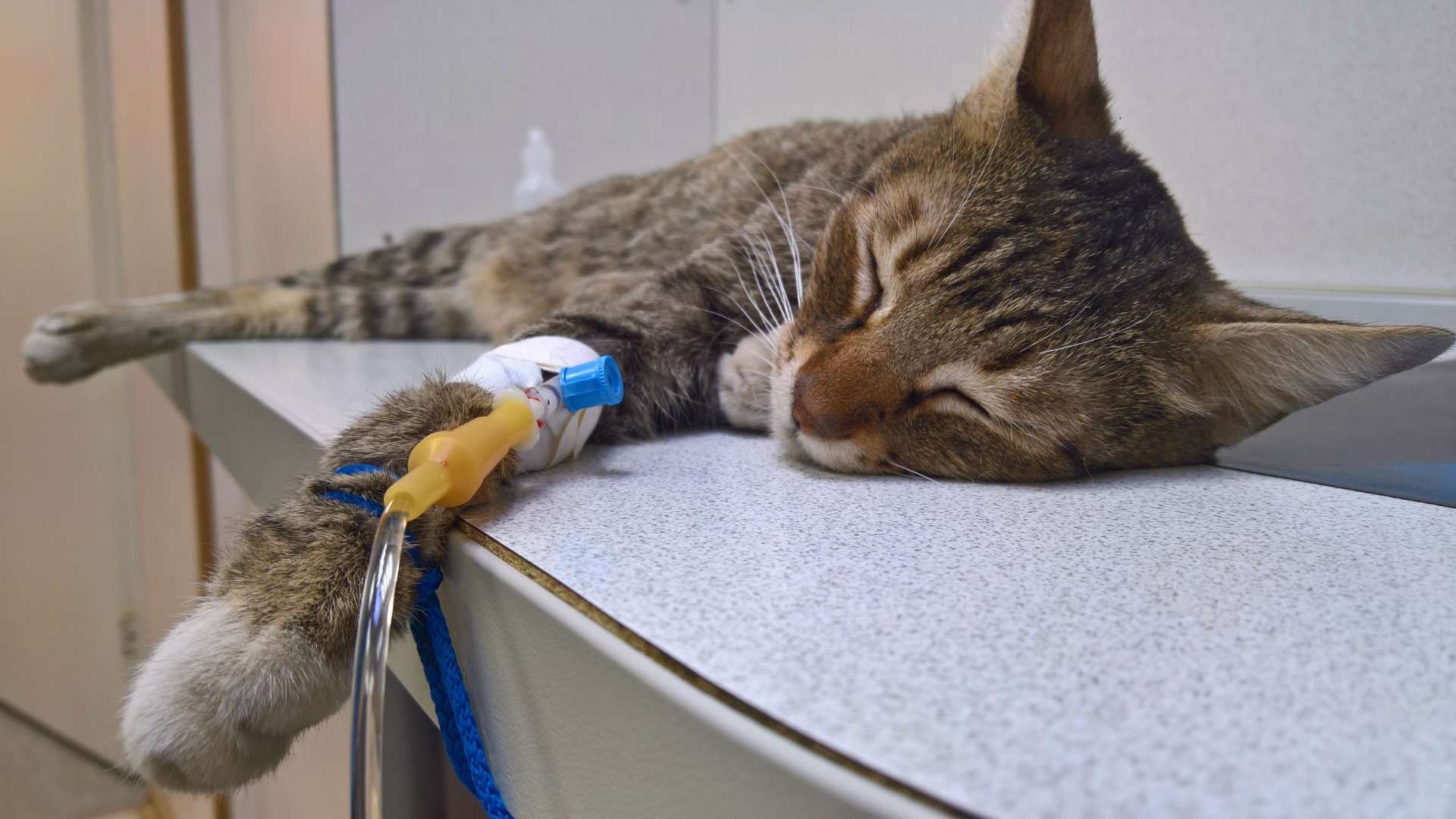 Sleeping tabby cat on a counter with an IV catheter in its front leg