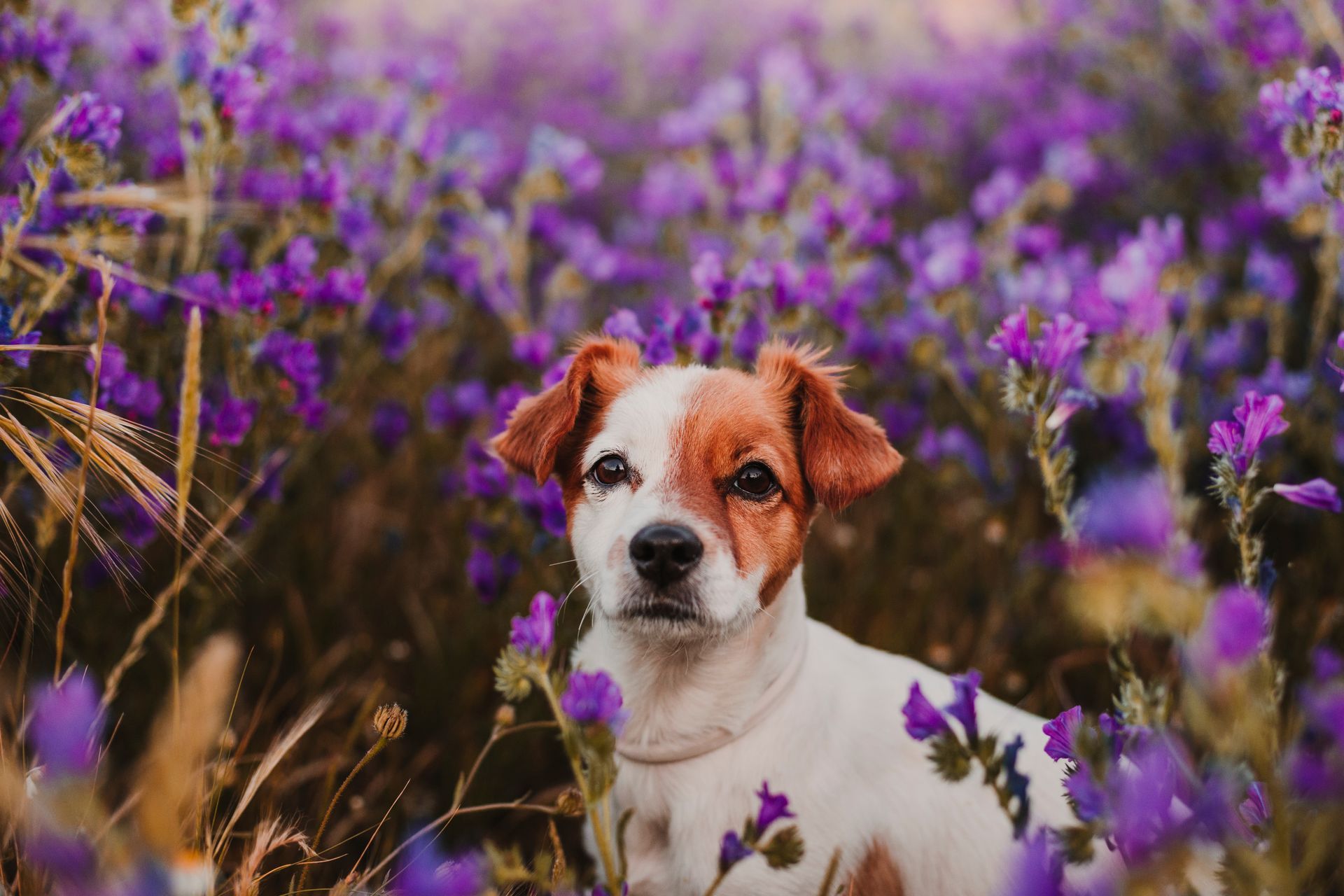 dogs in a field of purple flowers