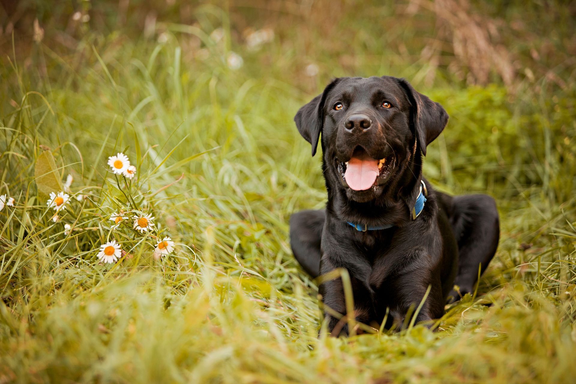 dog outside summer time