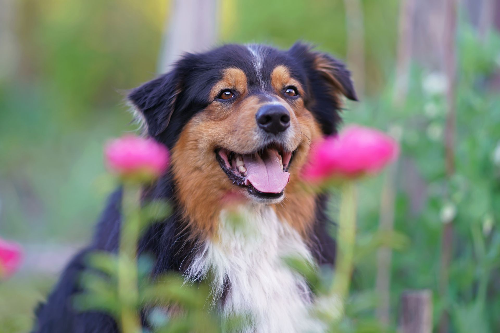 dog standing in a flower field