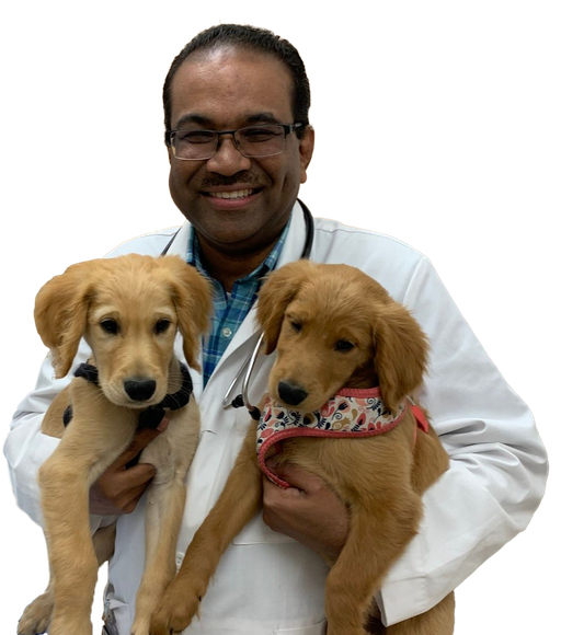 Doctor Sam Joy holding two golden retriever puppies