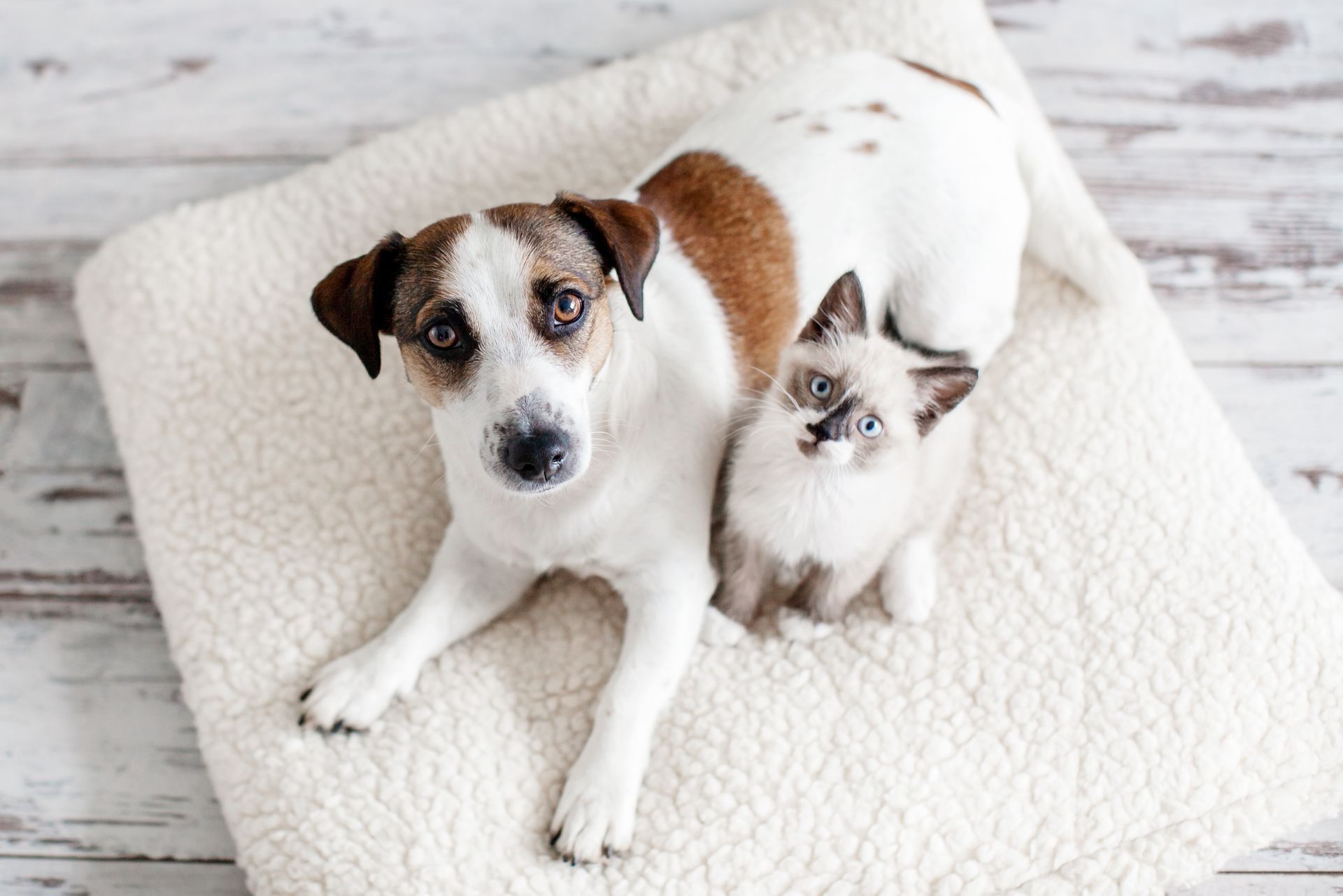 A dog and a kitten are laying on a white blanket.